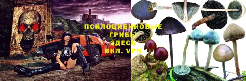 Галлюциногенные грибы MAGIC MUSHROOMS  MEGA зеркало  Заозёрный 